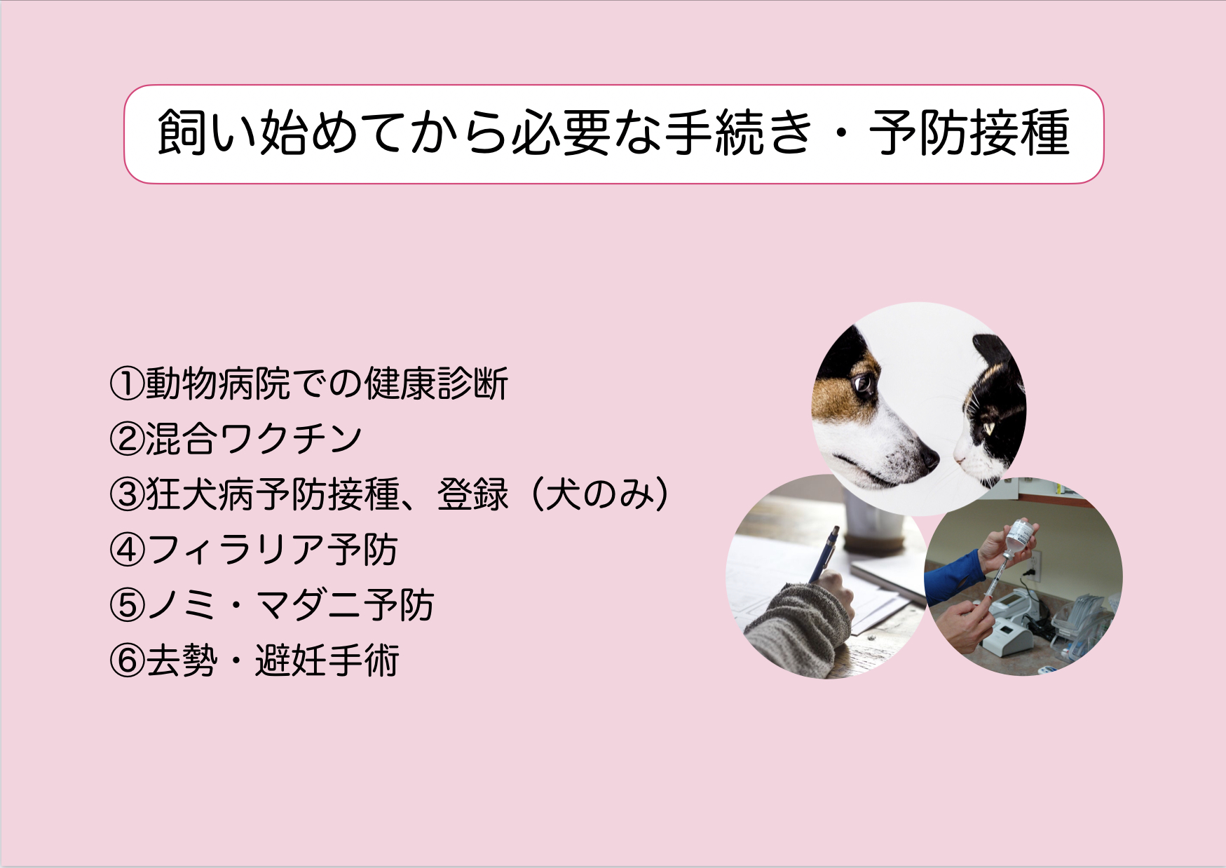 飼い始めてから必要な手続き・予防接種