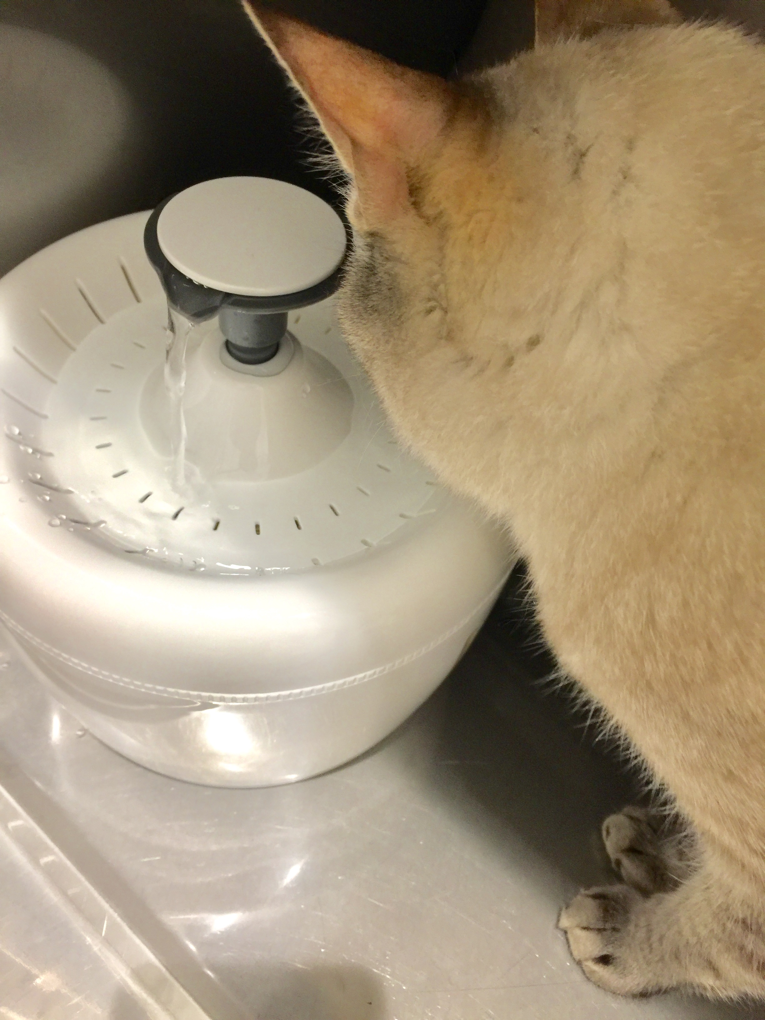 ウォーターファウンテンから水を飲んでいる猫