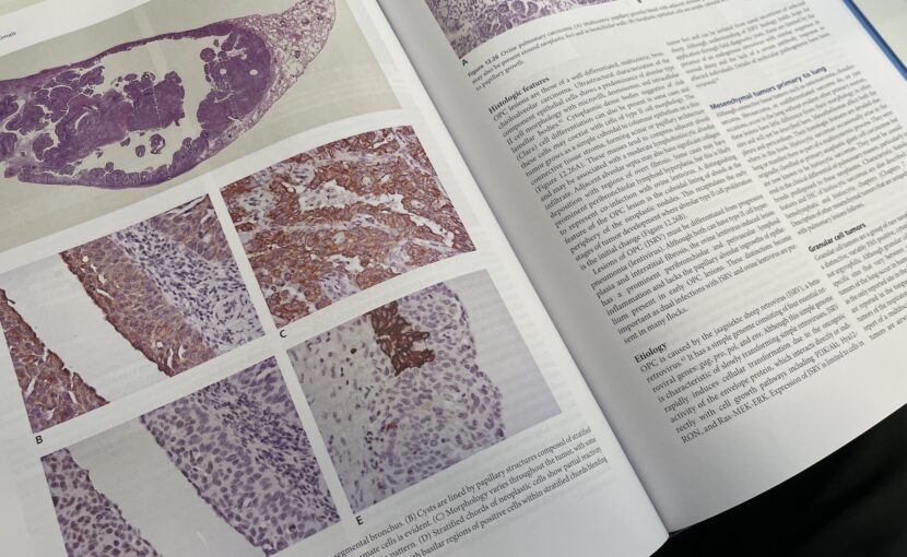 病理組織検査の資料