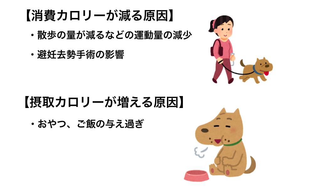 消費カロリーが減る原因、摂取カロリーが増える原因