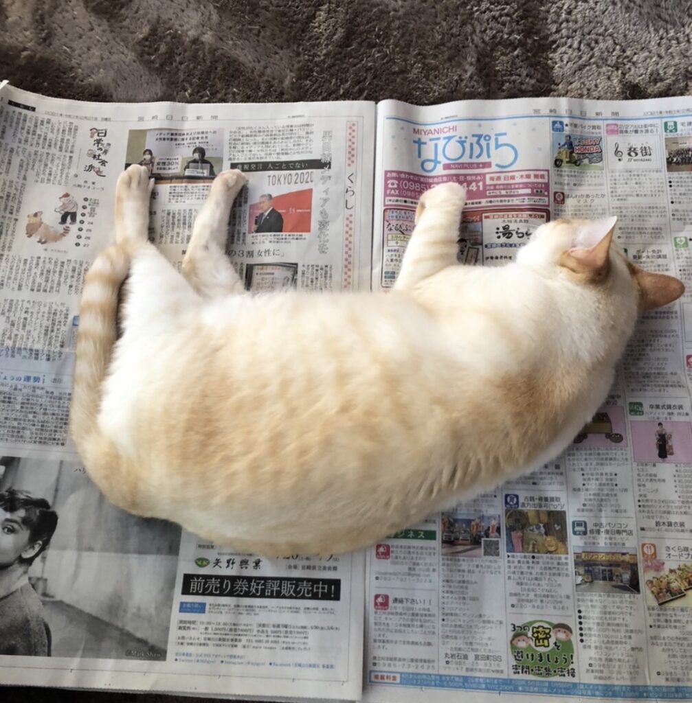 新聞紙の上で寝る猫