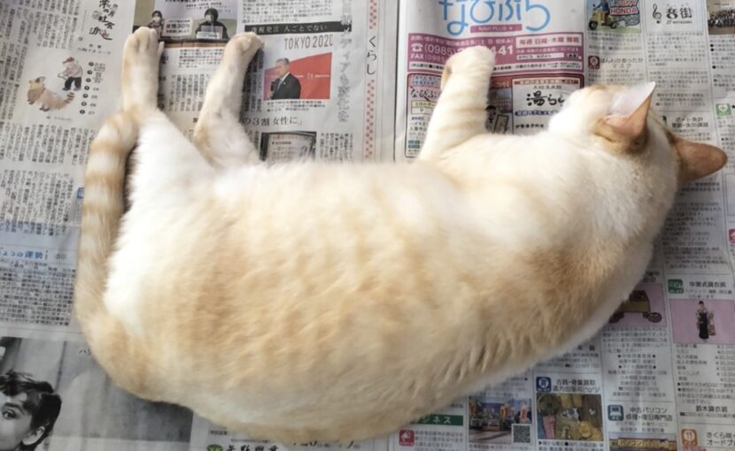 新聞紙の上で寝る猫