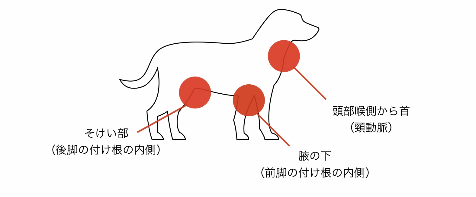 犬の熱中症で冷やす体の部位
