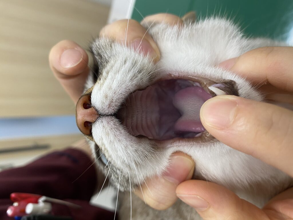 口を開けた猫