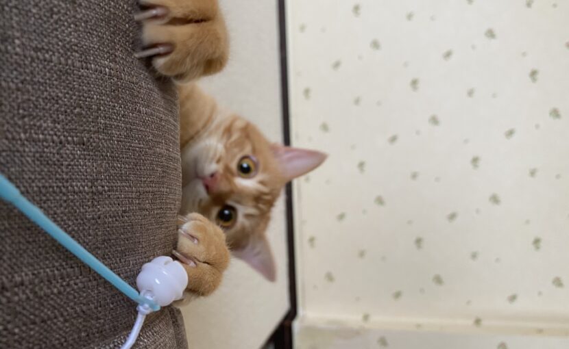 おもちゃで遊ぶ茶トラの猫