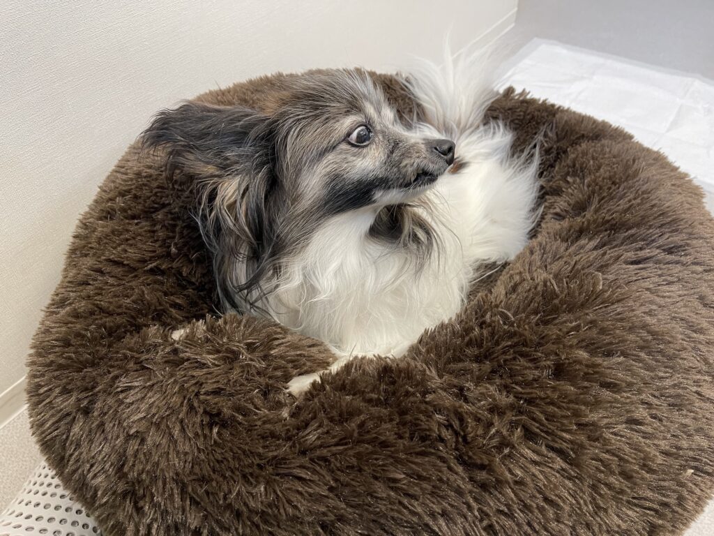 ベッドで寝ているチワワ