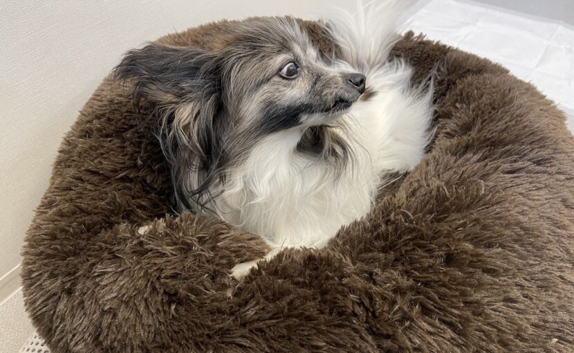 ベッドで寝ているチワワ