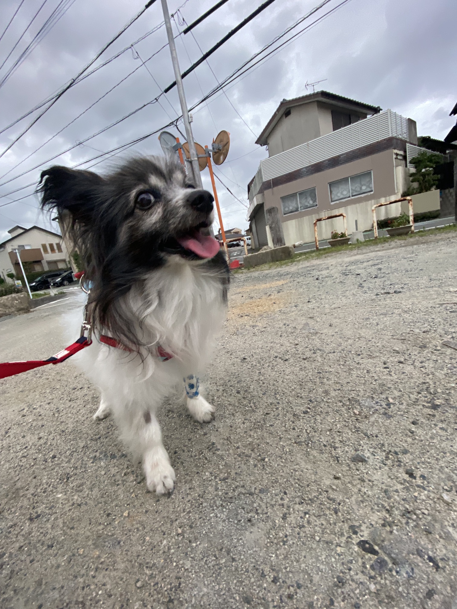 散歩中のチワワ