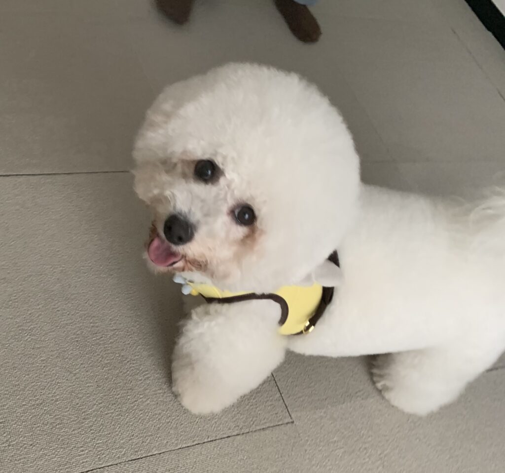 上を見ているビションフリーぜ