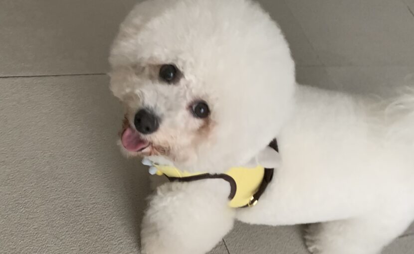 上を見ているビションフリーぜ