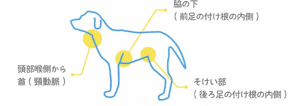 熱中症の時の犬を冷やす部位