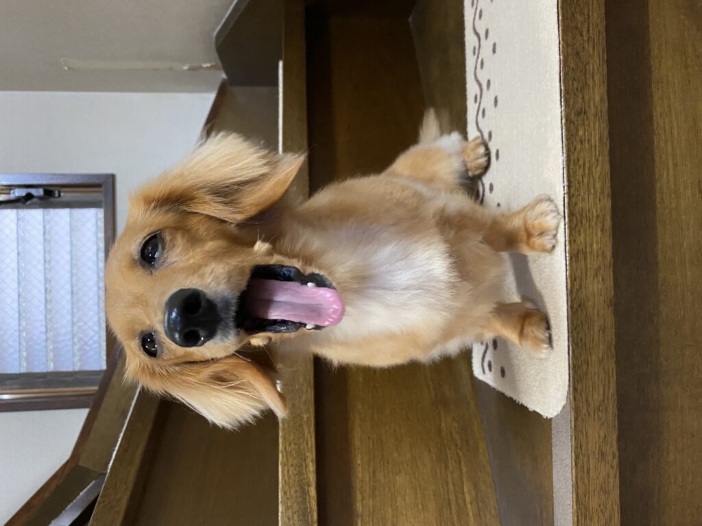 あくびをしているミニチュアダックスフンド