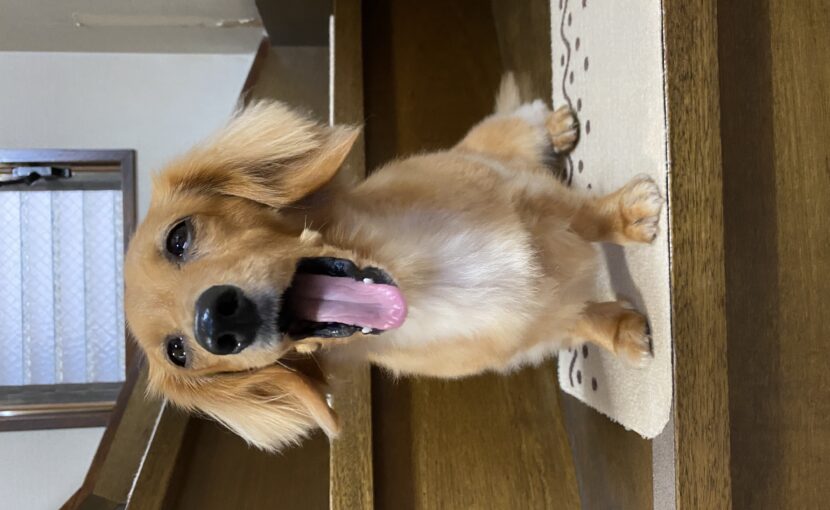 あくびをしているミニチュアダックスフンド