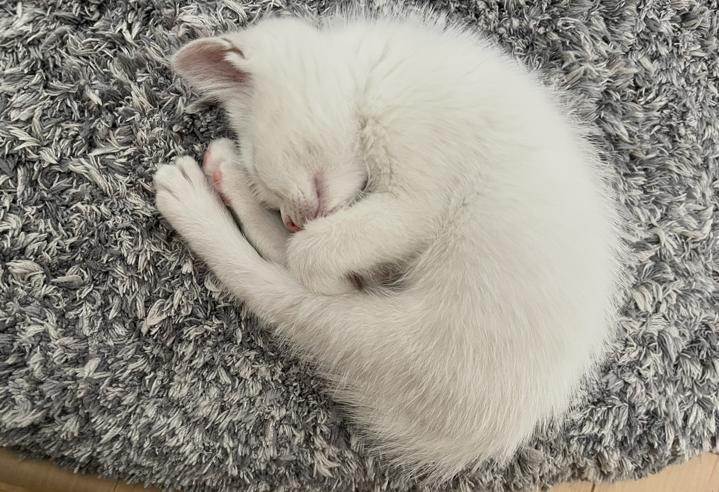 寝ている白い子猫