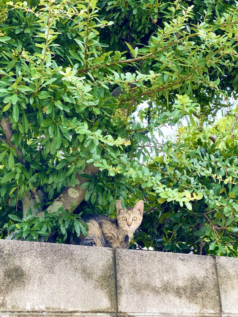 塀の上の雑種猫