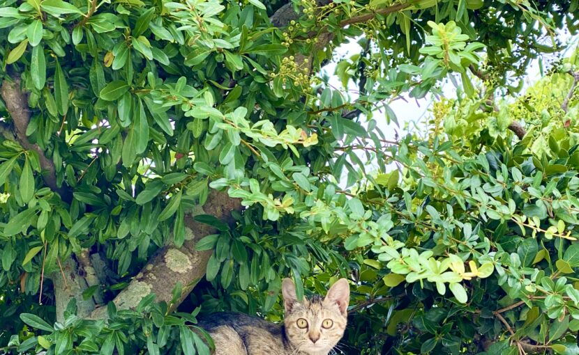 塀の上の雑種猫