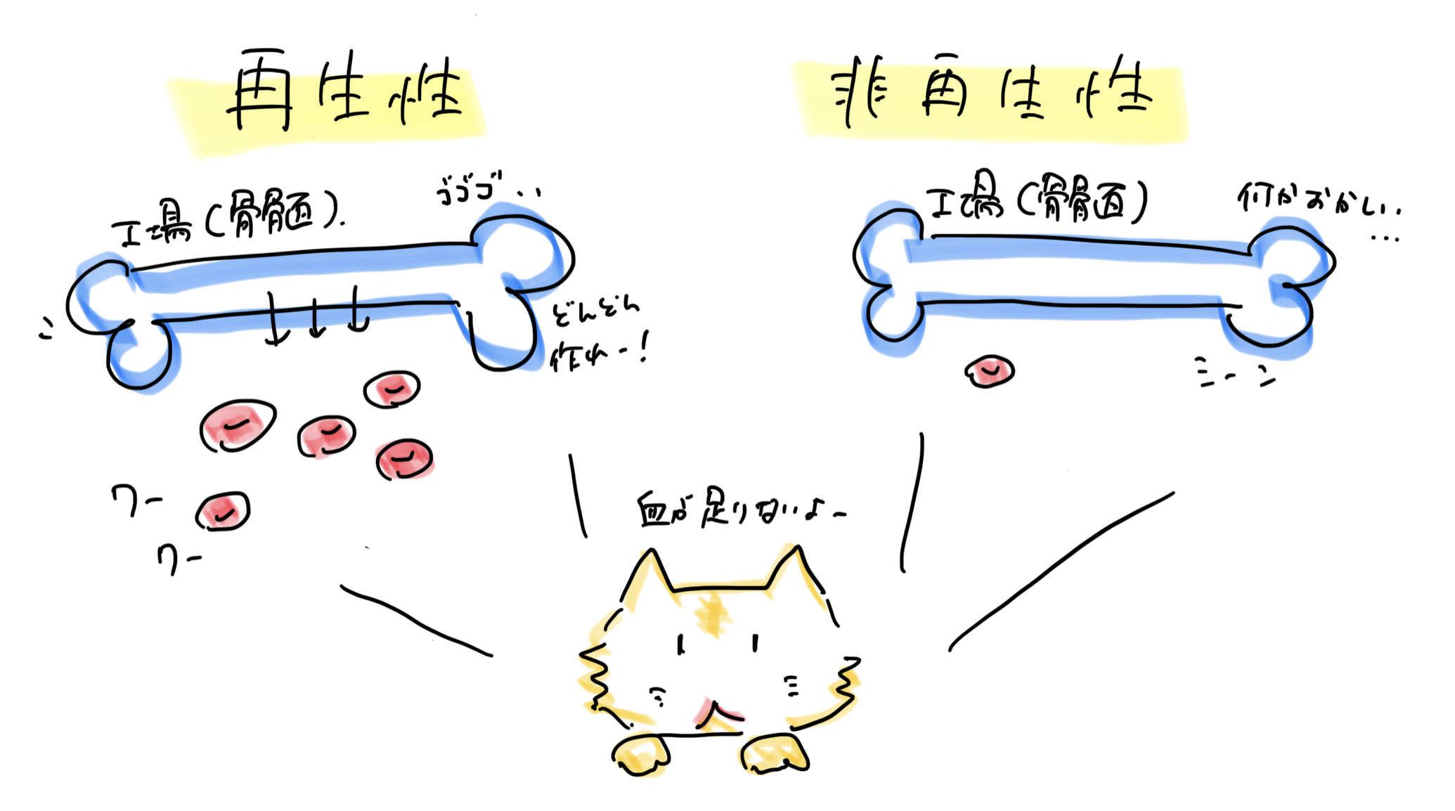 再生性貧血と非再生性貧血のイラスト