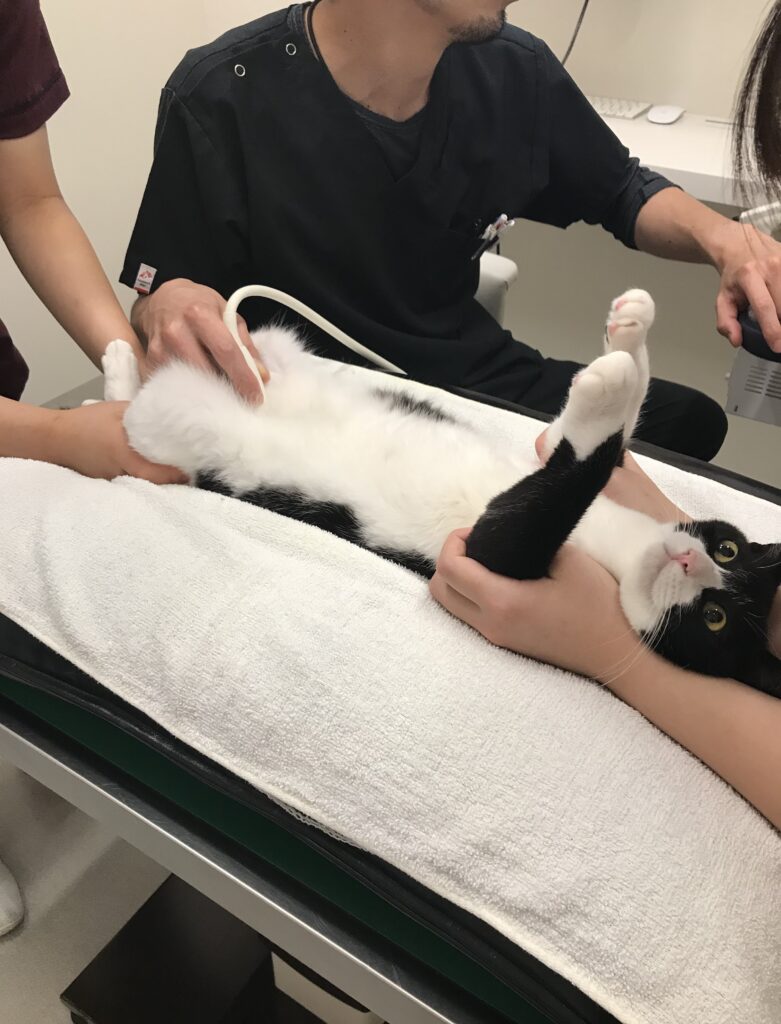 超音波検査をされている白黒猫