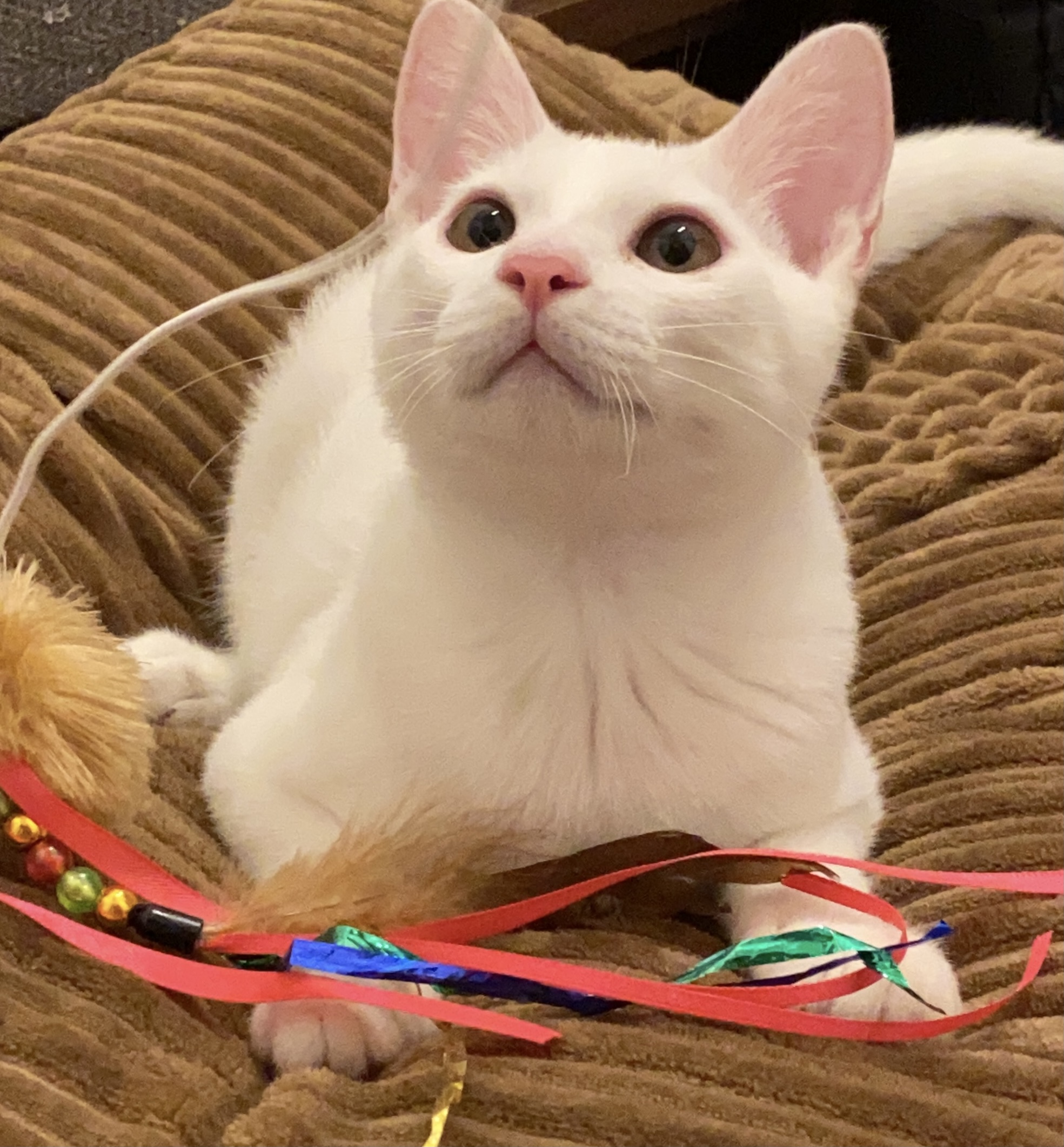 おもちゃと戯れる白猫