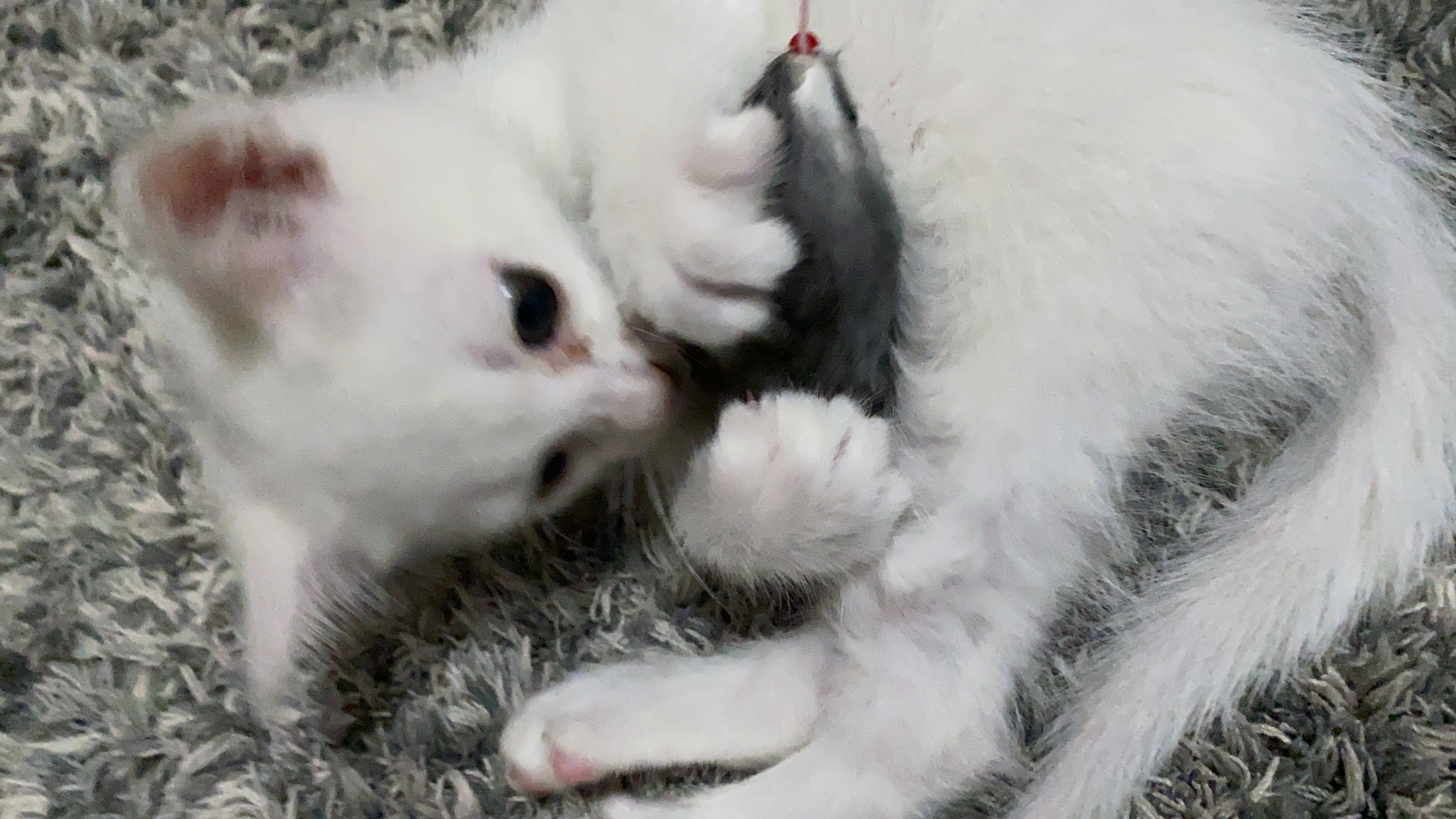 おもちゃで遊んでいる白猫