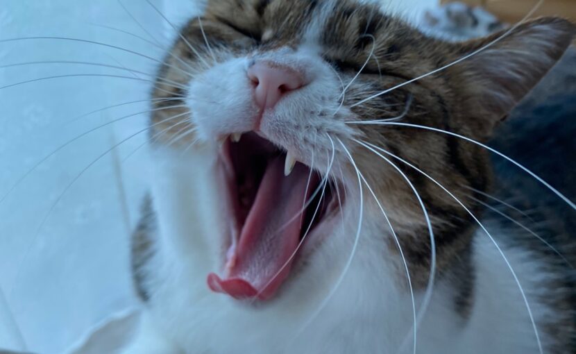 あくびをしている猫