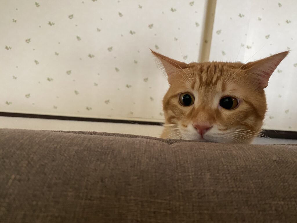 悲しい顔でみている猫