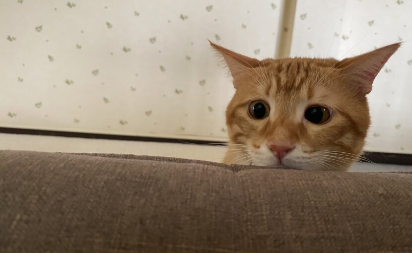 悲しい顔でみている猫