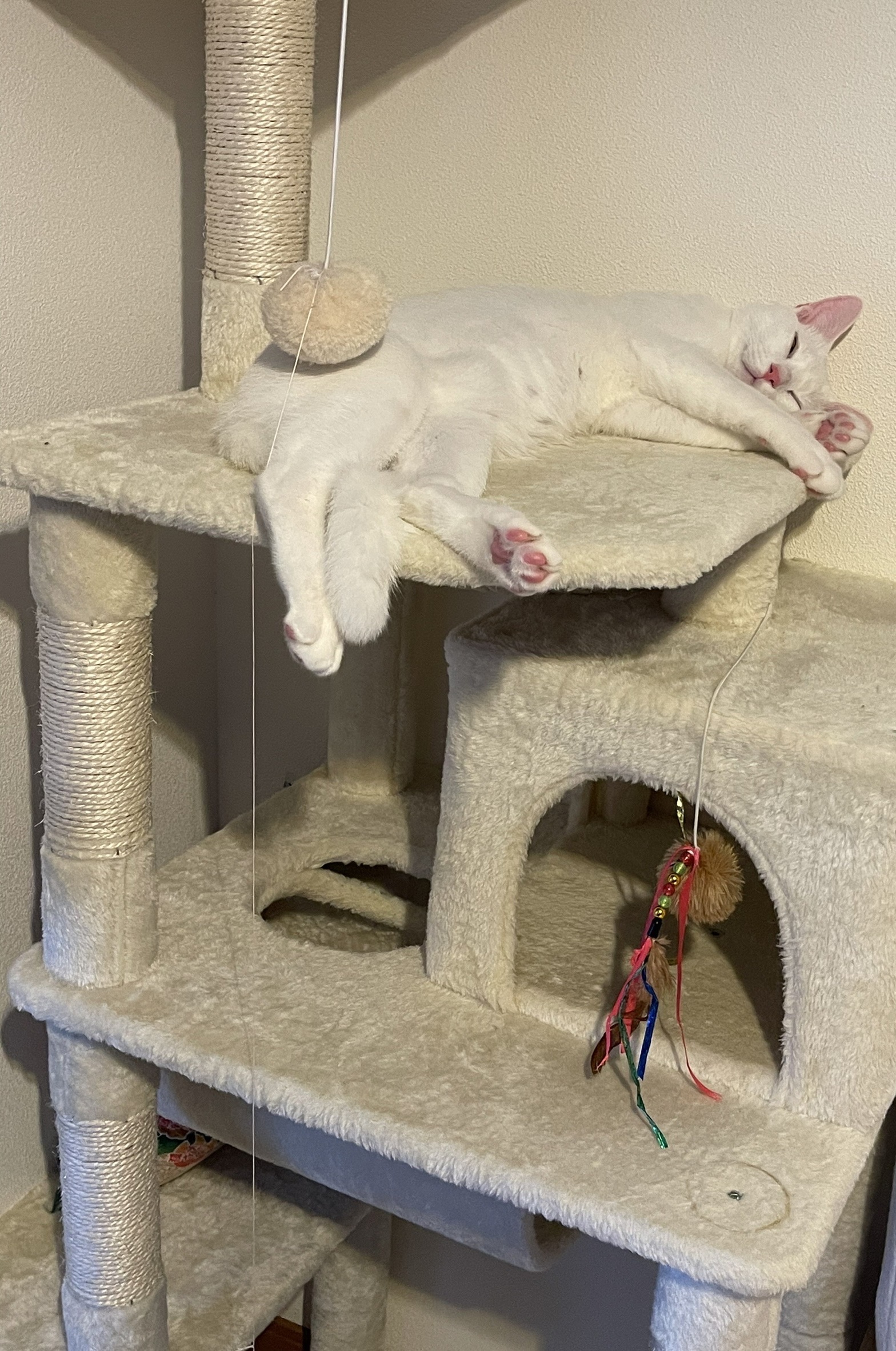 キャットタワーの上で寝ている白猫