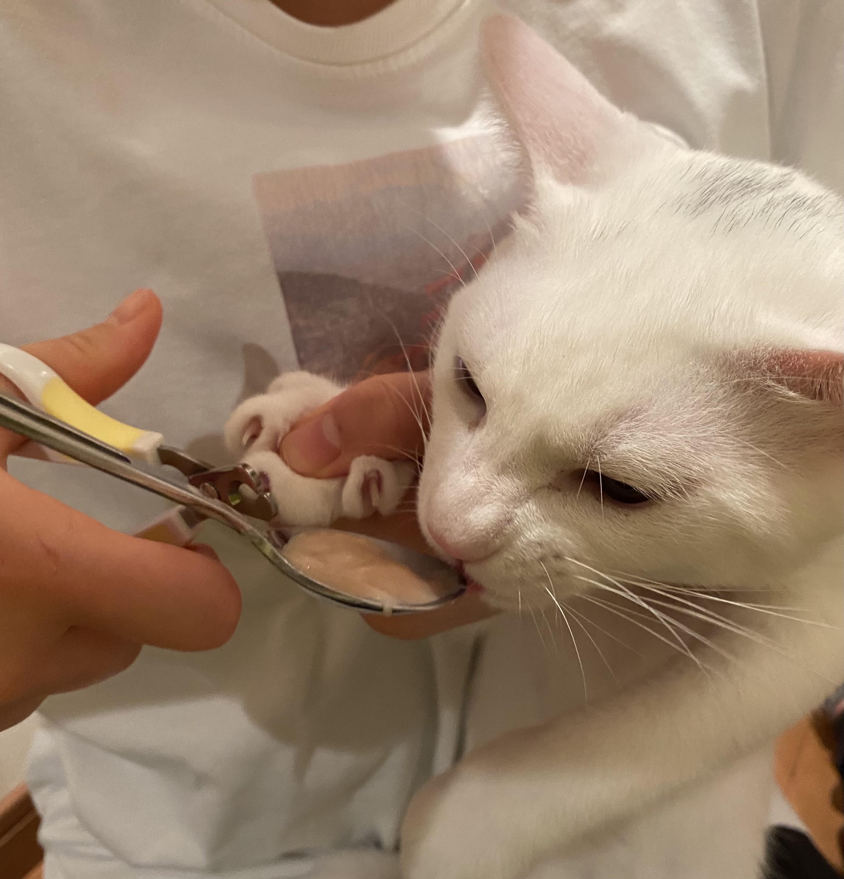 チュールを食べながら爪を切られる白猫