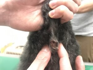 肛門嚢搾りをされている様子