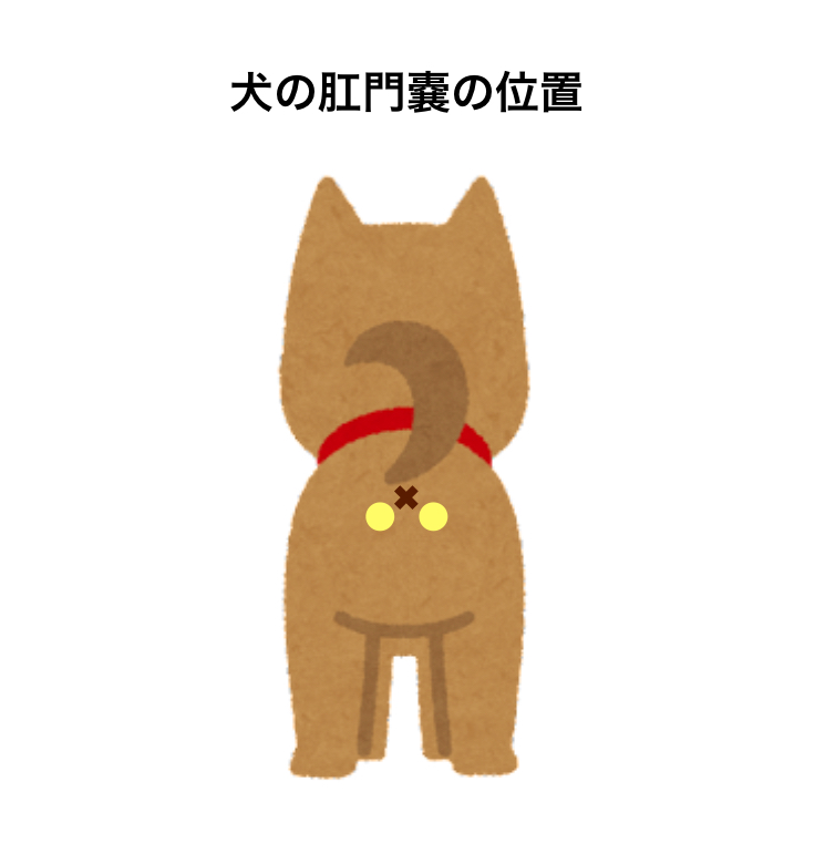 犬の肛門嚢の位置のイラスト