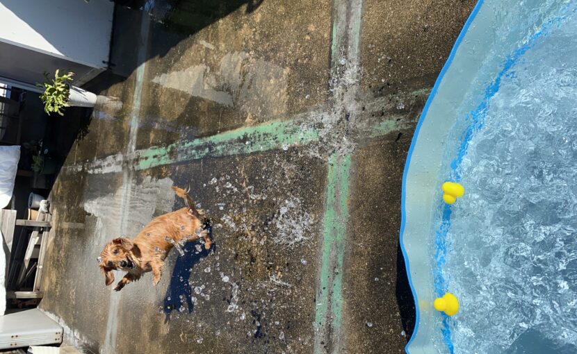 水遊びするミニチュアダックス憤怒