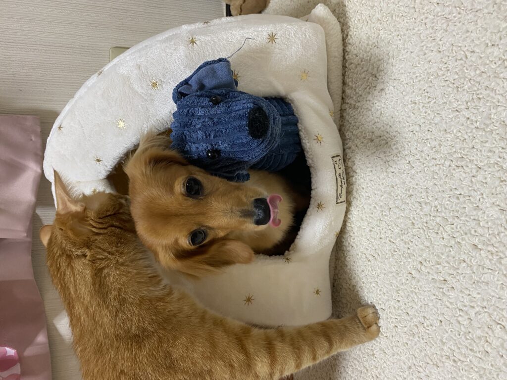 ベッドにいるミニチュアダックスフンドと猫