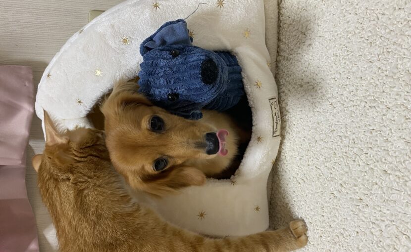 ベッドにいるミニチュアダックスフンドと猫