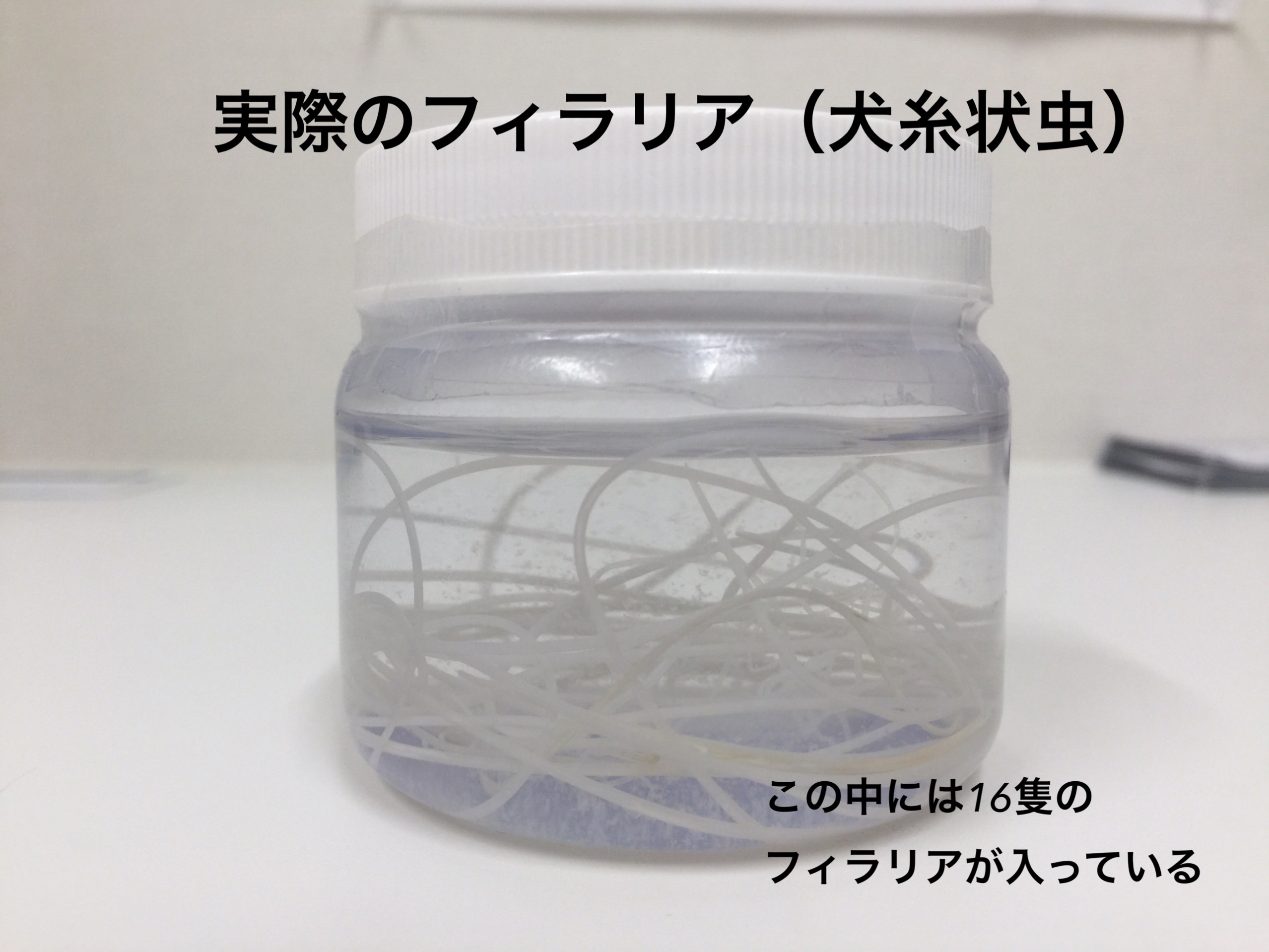 実際のフィラリアの様子