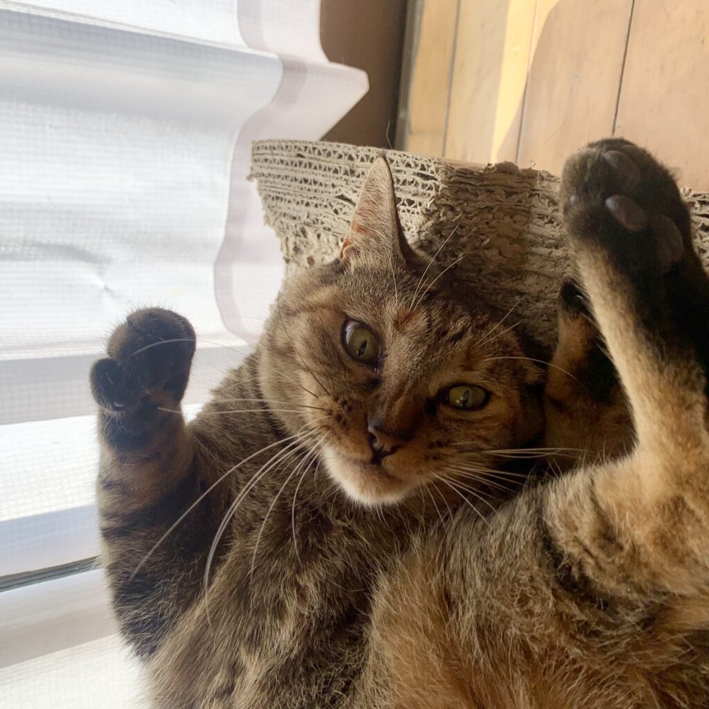 寝転がっているキジトラ猫