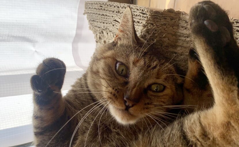 寝転がっているキジトラ猫