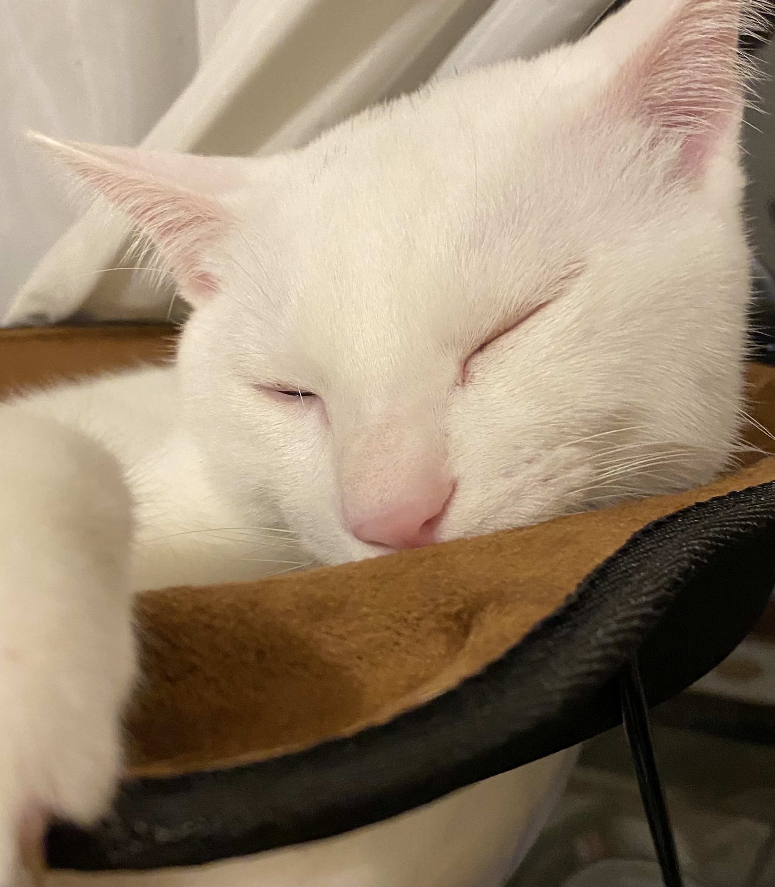 寝ている白猫
