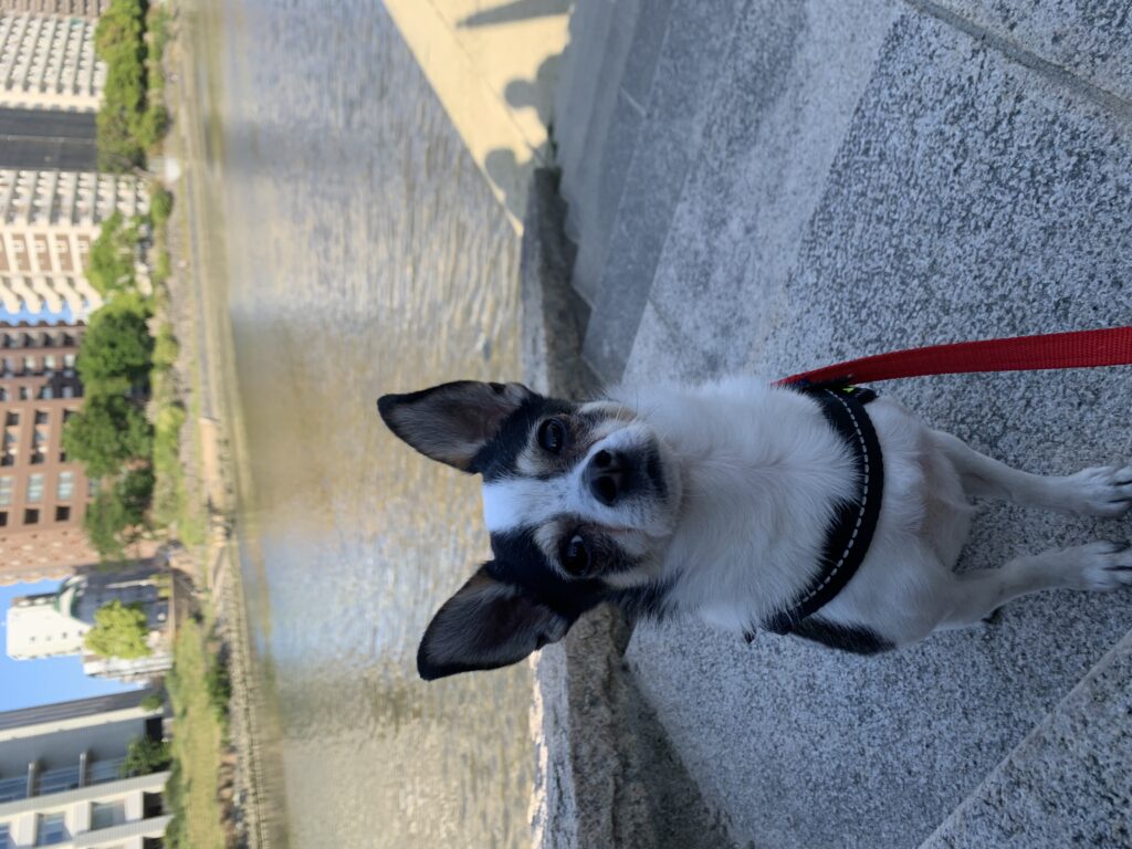 川沿いを散歩する犬