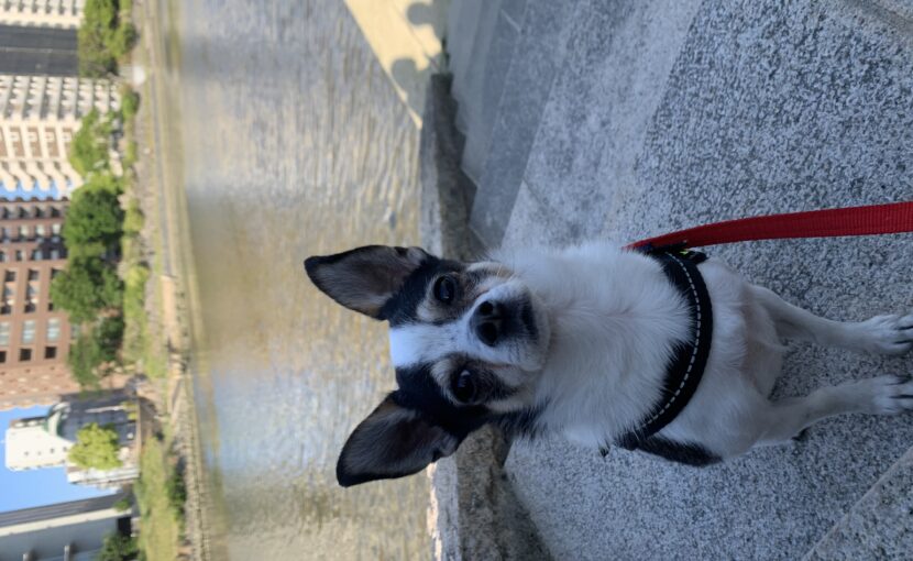 川沿いを散歩する犬