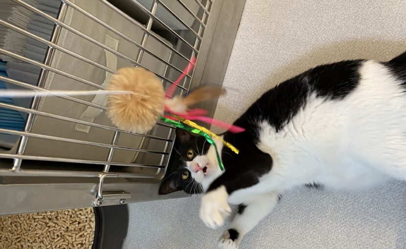 おもちゃを見上げる白黒猫