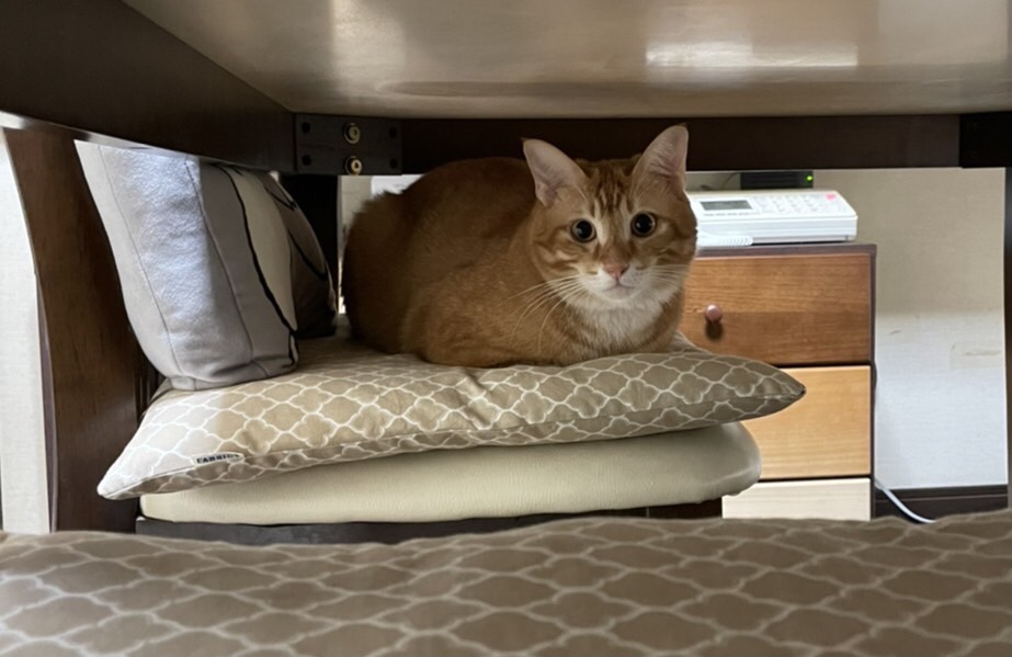 椅子の上に座っている茶トラ猫