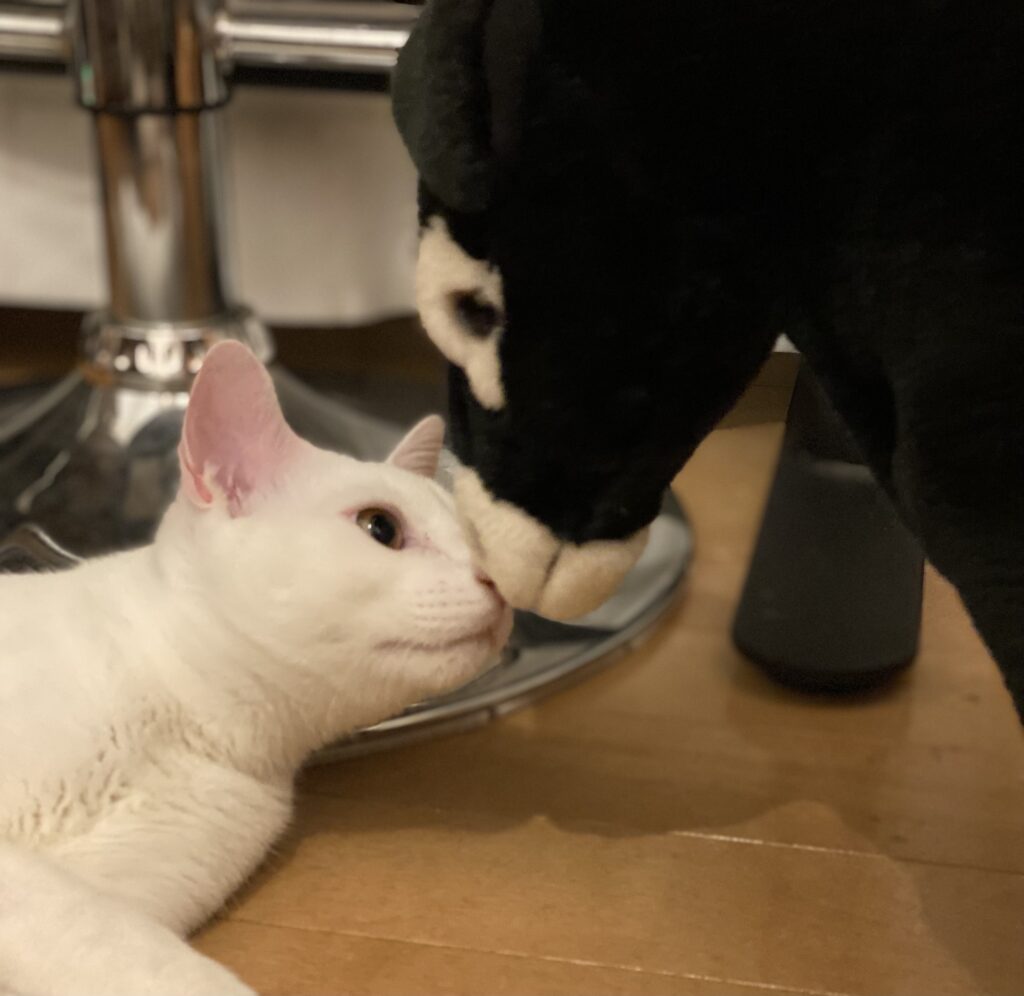 横になっている白猫