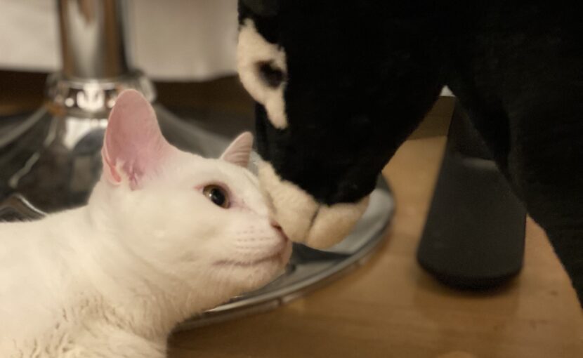 横になっている白猫