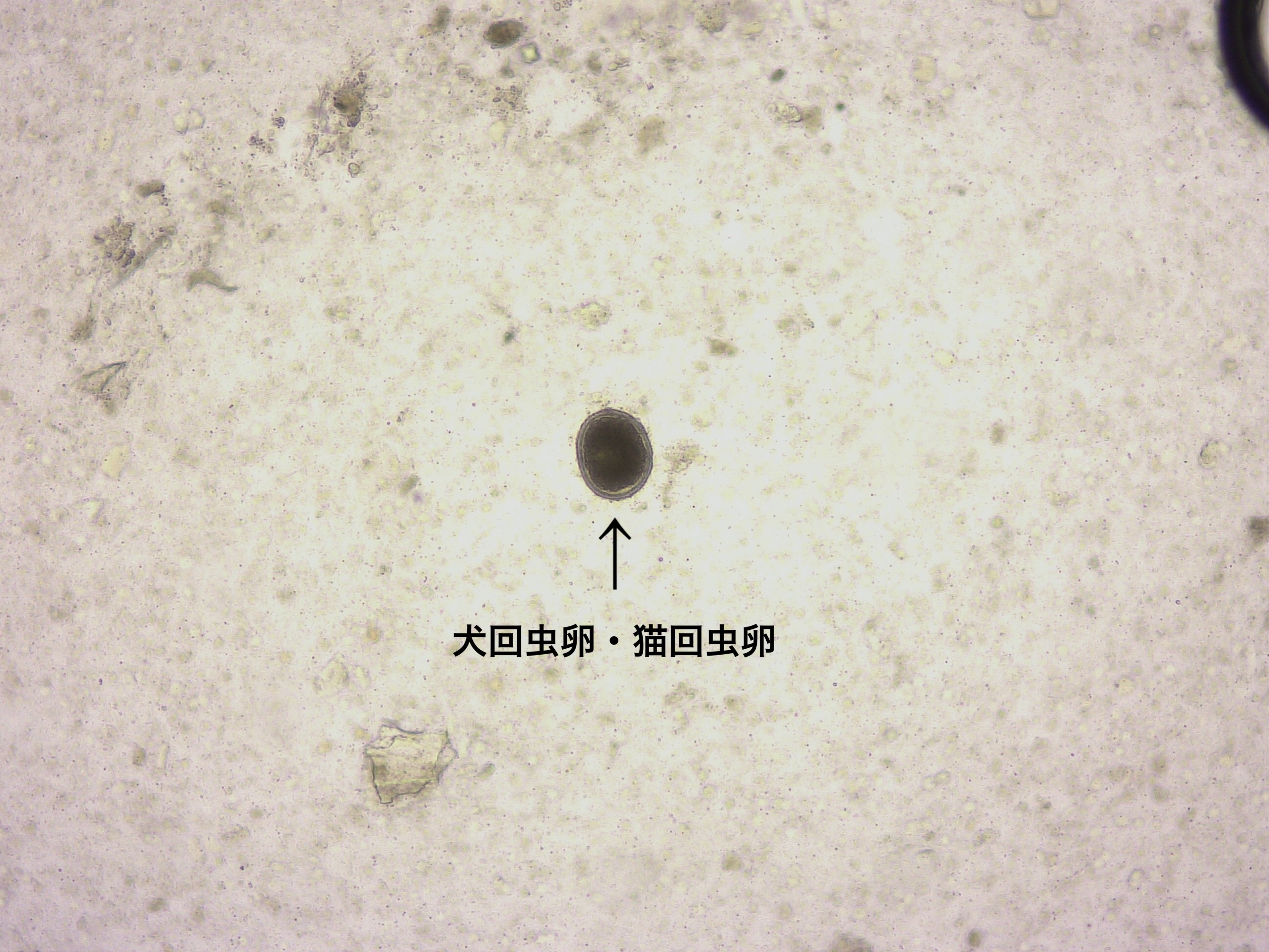 犬回虫卵・猫回虫卵