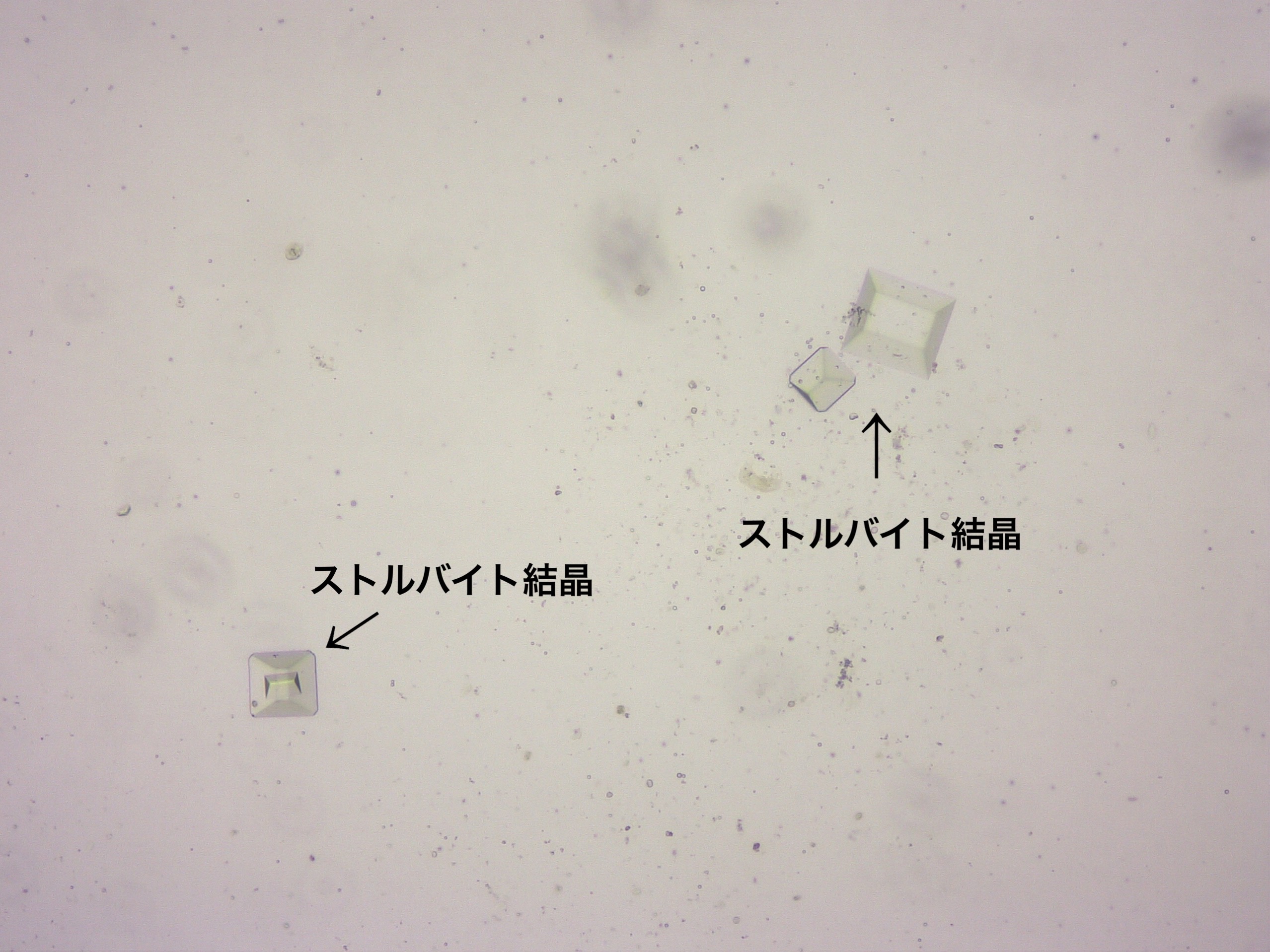 ストルバイト結晶尿