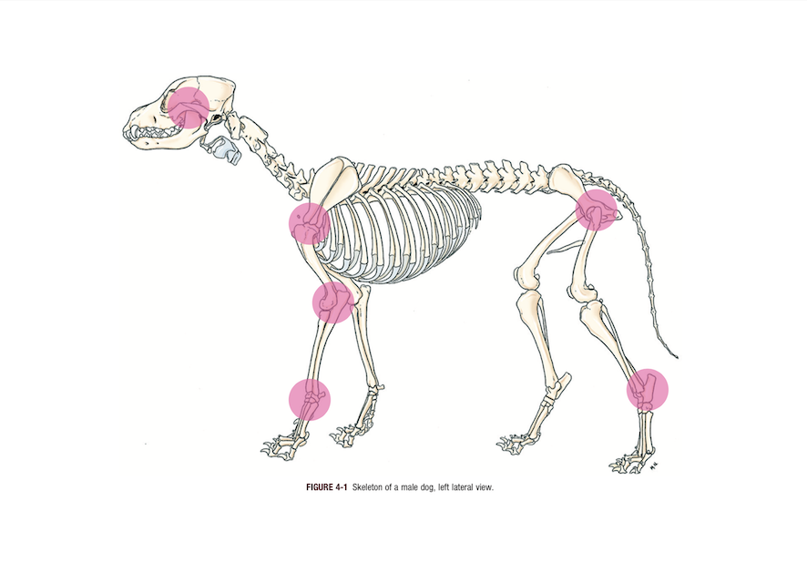 床ずれが起きやすい場所の解剖図
