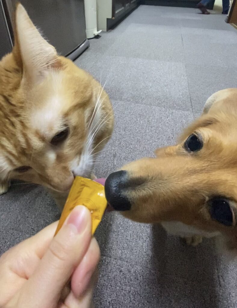 チュールを食べるミニチュアダックスフンドと茶トラの猫