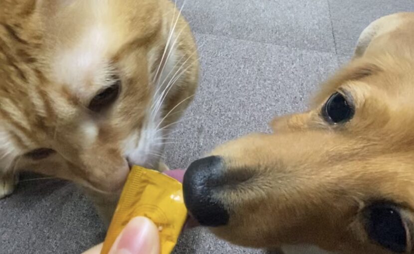 チュールを食べるミニチュアダックスフンドと茶トラの猫