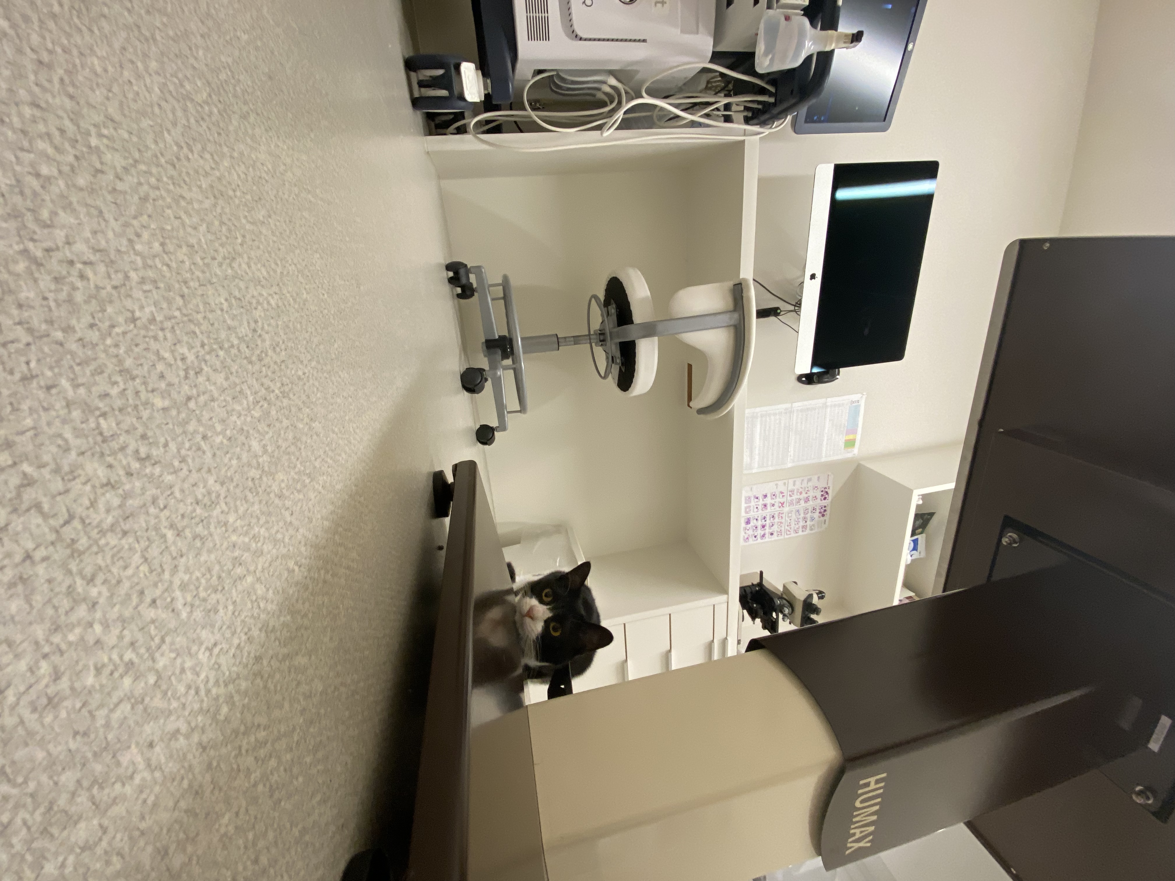 診察台の下の白黒猫